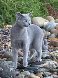 Lost Female Cat last seen Balboa St & Catamaran St, Foster City, Foster City, CA 94404