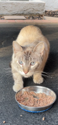 Found/Stray Unknown Cat last seen Dolorès Huerta middle school , Burbank, CA 91506