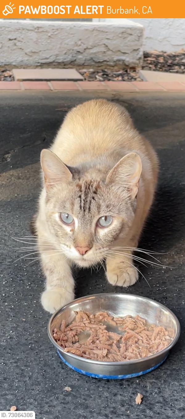Found/Stray Unknown Cat last seen Dolorès Huerta middle school, Burbank, CA 91506