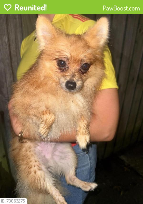 Reunited Male Dog last seen Roundwood ct, Tampa, FL 33615