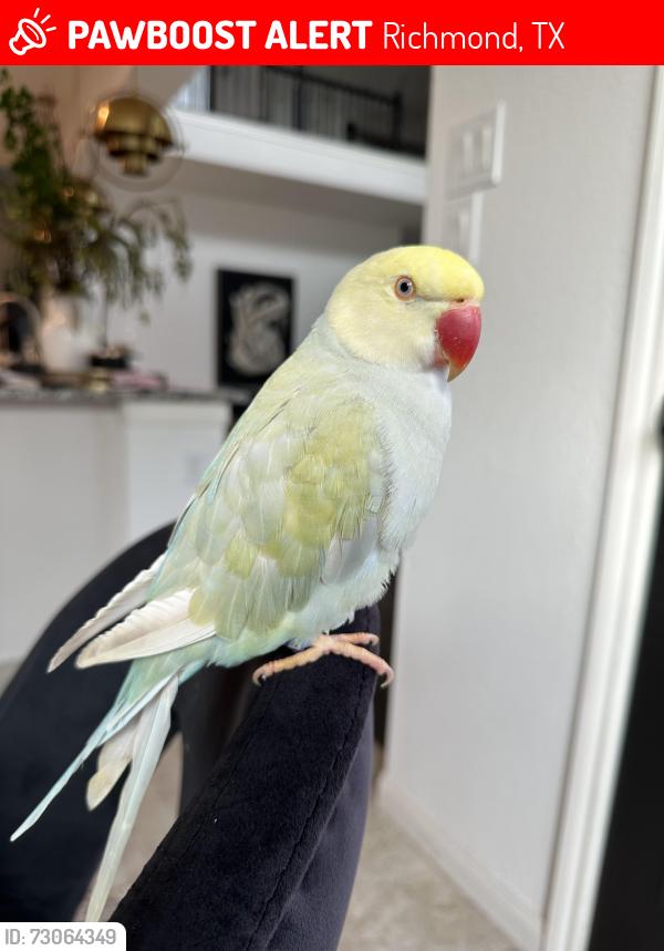 Lost Female Bird last seen Cartlaw court , Richmond, TX 77407
