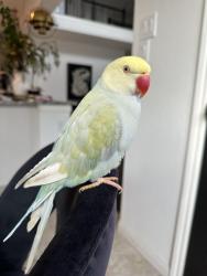 Lost Female Bird last seen Cartlaw court , Richmond, TX 77407
