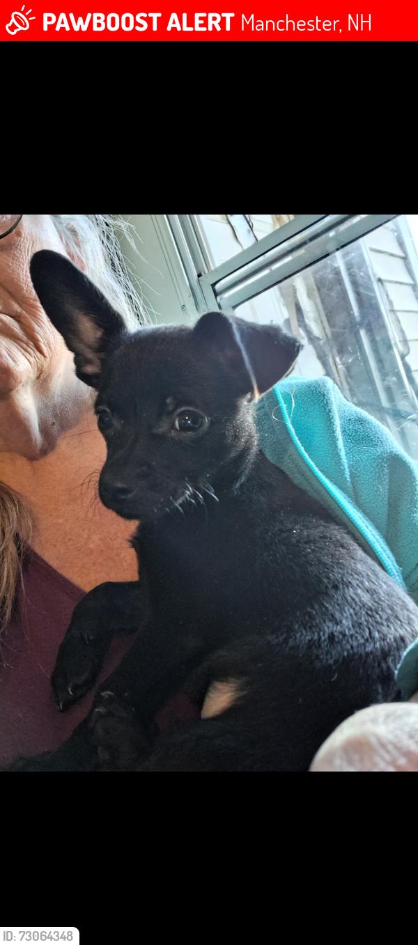 Lost Male Dog last seen Kelly st, Manchester, NH 03102