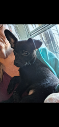 Lost Male Dog last seen Kelly st, Manchester, NH 03102