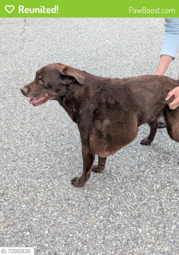 Reunited Female Dog last seen Tolland Middle School, Tolland, CT 06084