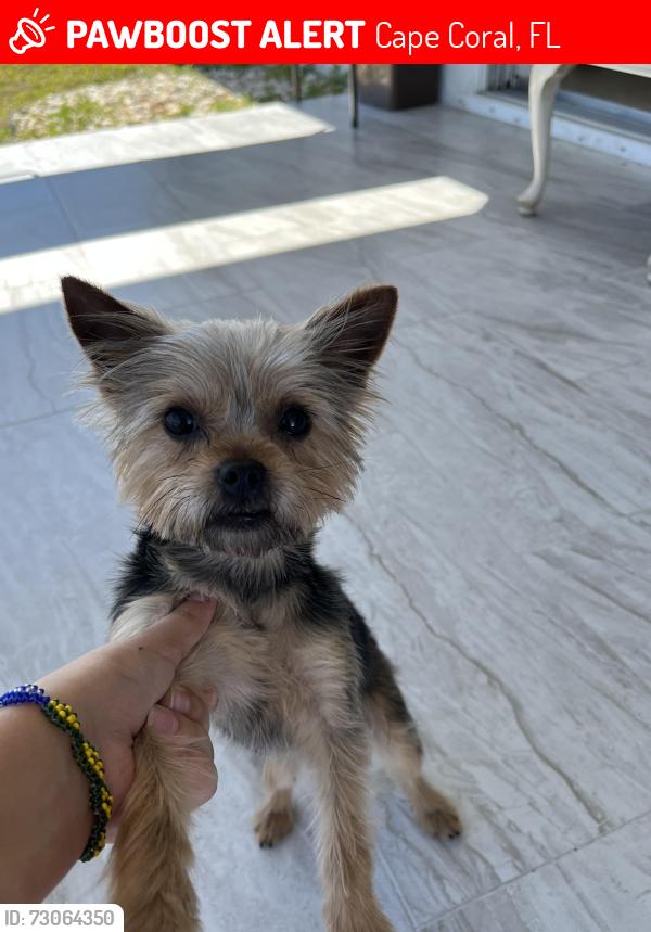 Lost Male Dog last seen Gator trails close to gator trail park, Cape Coral, FL 33909