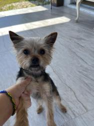 Lost Male Dog last seen Gator trails close to gator trail park, Cape Coral, FL 33909