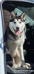 Reunited Male Dog last seen Larkey Lane, Walnut Creek, CA 94597