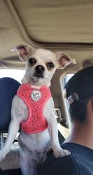 Lost Female Dog last seen Burnett st, Long Beach, CA 90807