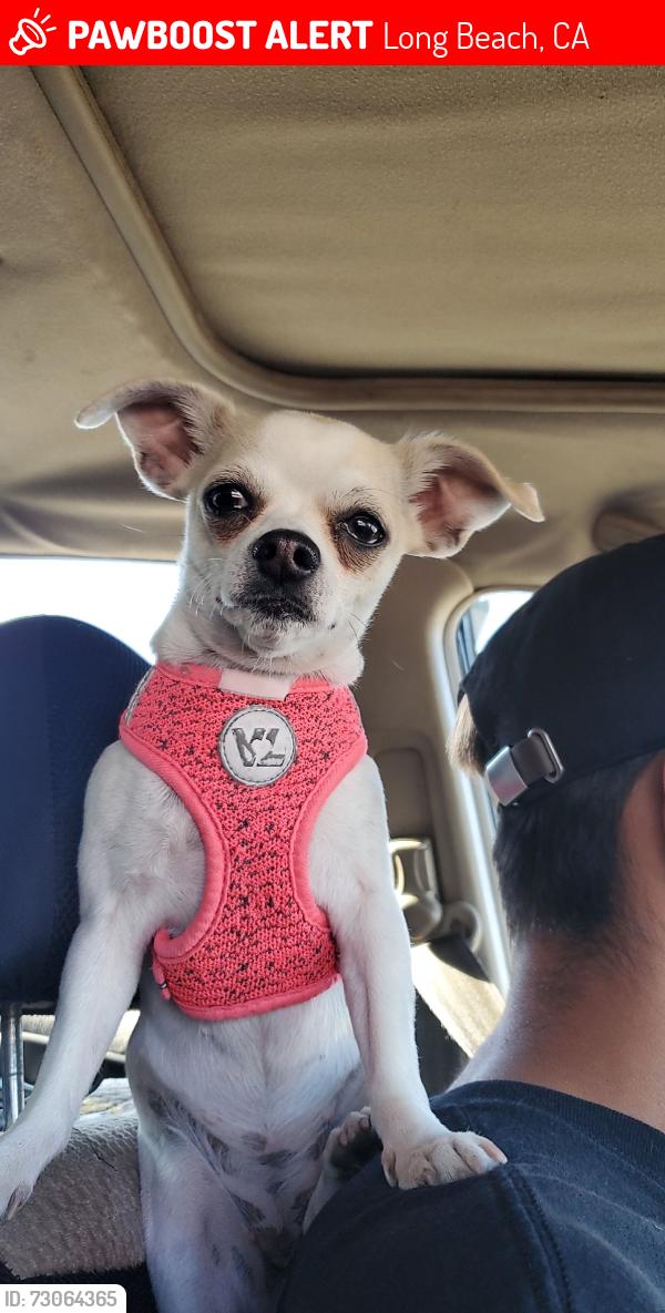 Lost Female Dog last seen Burnett st, Long Beach, CA 90807