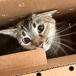 Shelter Stray Female Cat last seen , Animal Care & Control Team of Philly, 111 W Hunting Park Ave, Philadelphia, PA 19140, USA