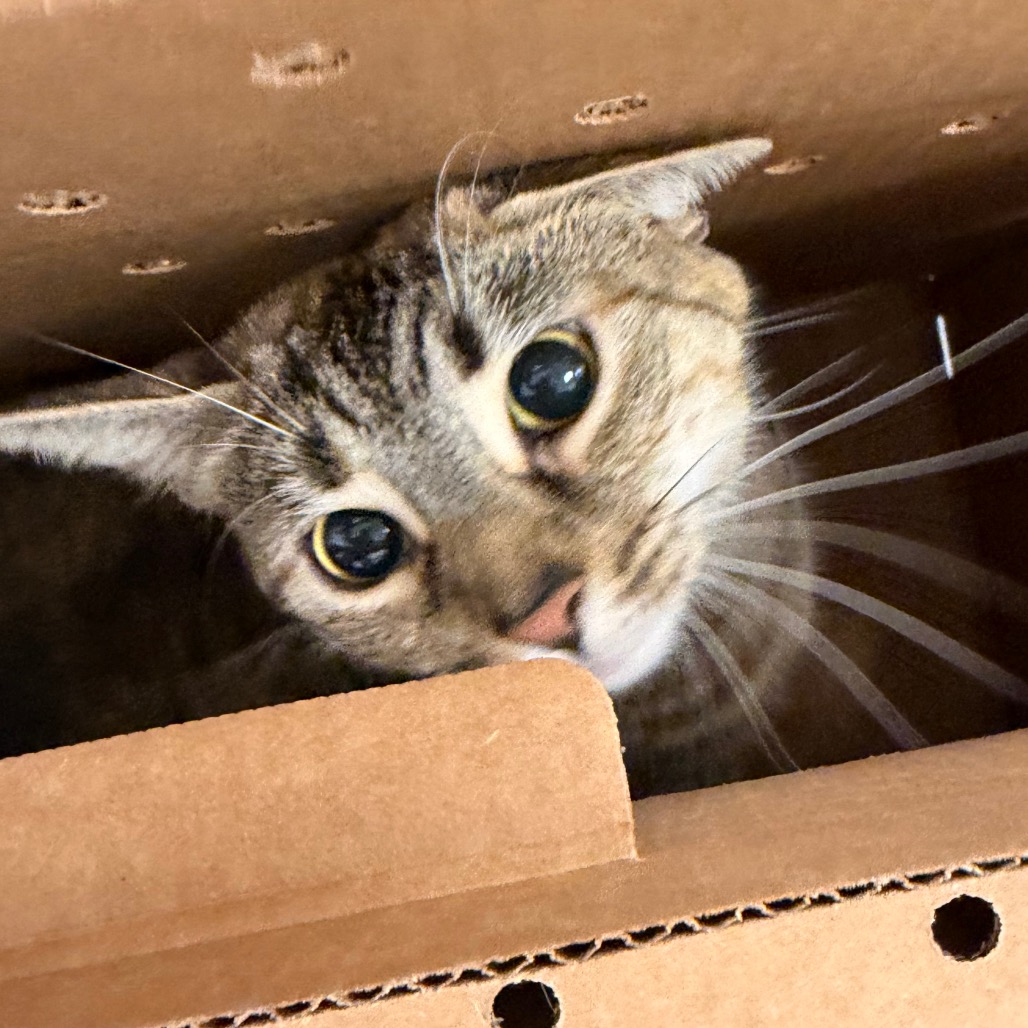 Shelter Stray Female Cat last seen , Animal Care & Control Team of Philly, 111 W Hunting Park Ave, Philadelphia, PA 19140, USA