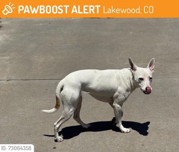 Found/Stray Unknown Dog last seen Estes and W Asbury, Lakewood, CO 80227