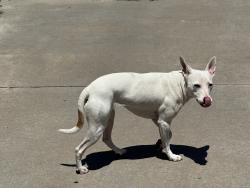 Found/Stray Unknown Dog last seen Estes and W Asbury, Lakewood, CO 80227