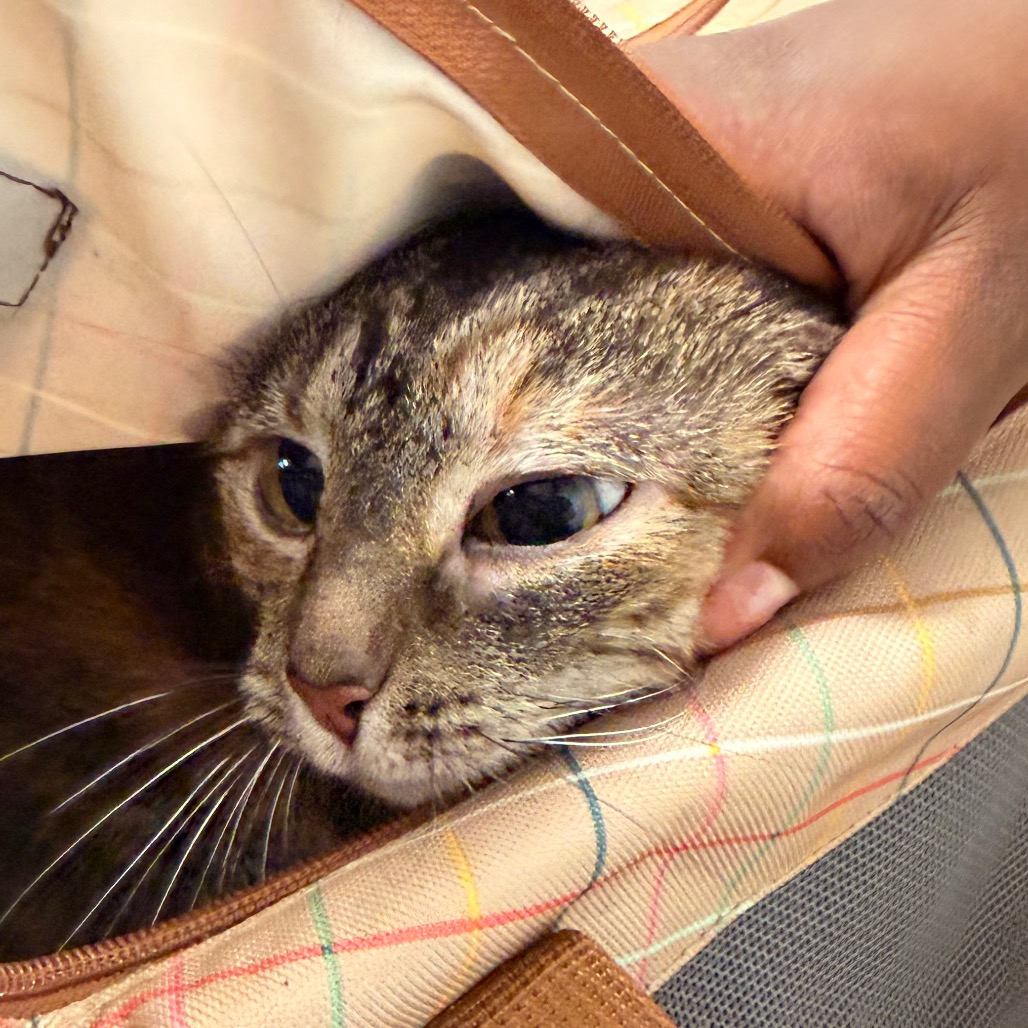 Shelter Stray Female Cat last seen , Animal Care & Control Team of Philly, 111 W Hunting Park Ave, Philadelphia, PA 19140, USA
