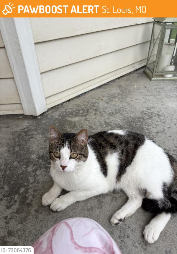 Found/Stray Male Cat last seen Regal place, St. Louis, MO 63139
