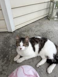 Found/Stray Male Cat last seen Regal place, St. Louis, MO 63139