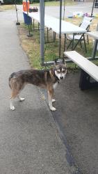 Reunited Male Dog last seen Beausite camp, Jefferson County, WA 98325