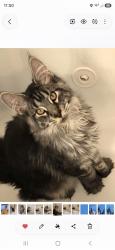 Reunited Male Cat last seen Gram Hill Road,  , Santa Cruz, CA 95060