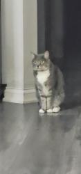 Reunited Female Cat last seen Near the woods between Wyandotte & Summit View Rd, Dublin, OH 43016