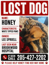 Reunited Female Dog last seen Brookwood hosp, Birmingham, AL 35209