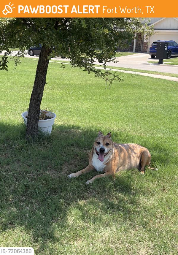 Found/Stray Unknown Dog last seen Bell springs street, Fort Worth, TX 76123