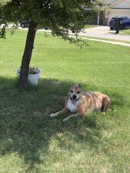 Found/Stray Unknown Dog last seen Bell springs street, Fort Worth, TX 76123