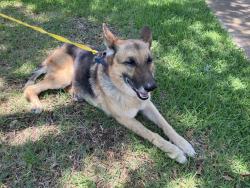 Found/Stray Female Dog last seen Curtis Drive, Arlington, TX 76012