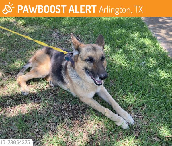 Found/Stray Female Dog last seen Curtis Drive, Arlington, TX 76012