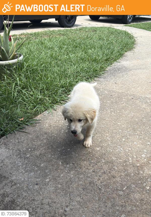 Found/Stray Female Dog last seen Near windsor oak dr, Doraville, GA 30340