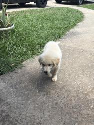 Found/Stray Female Dog last seen Near windsor oak dr, Doraville, GA 30340