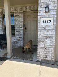 Found/Stray Unknown Dog last seen Bell springs street, Fort Worth, TX 76123