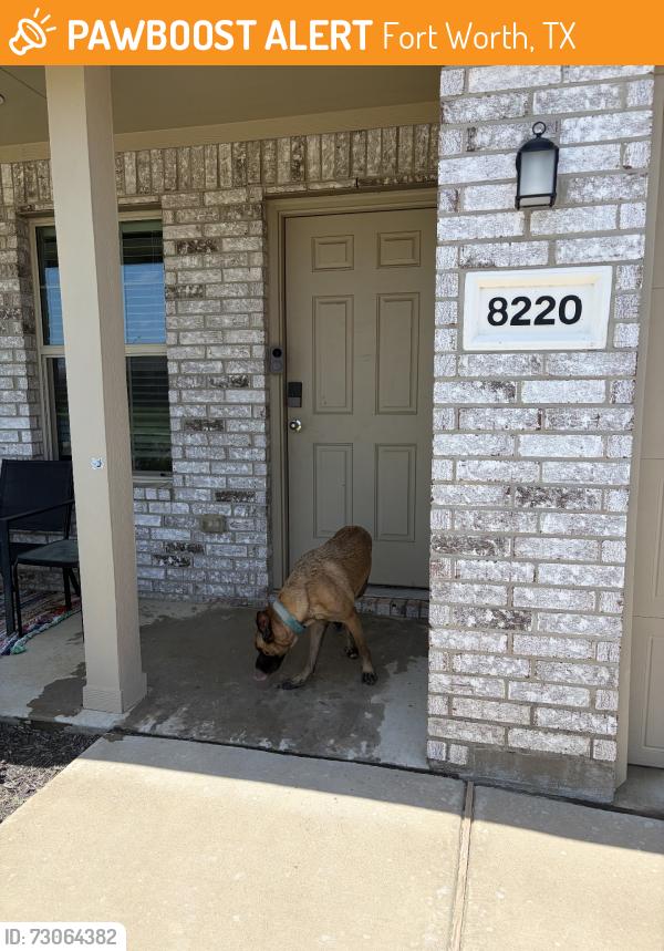 Found/Stray Unknown Dog last seen Bell springs street, Fort Worth, TX 76123