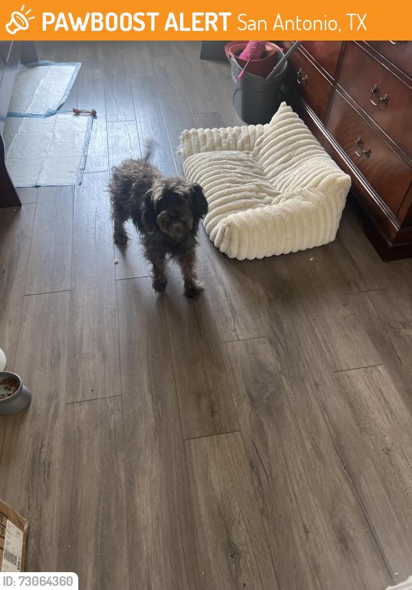 Found/Stray Female Dog last seen Ingram and Callaghan, San Antonio, TX 78238