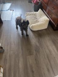 Found/Stray Female Dog last seen Ingram and Callaghan, San Antonio, TX 78238