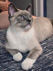 Lost Male Cat last seen Near E. Holt Ave, Pomona, CA 91767