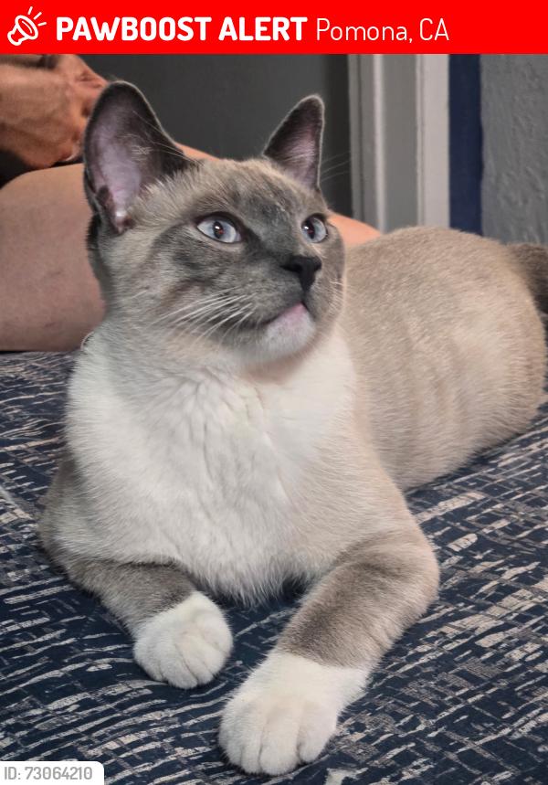 Lost Male Cat last seen Near E. Holt Ave, Pomona, CA 91767