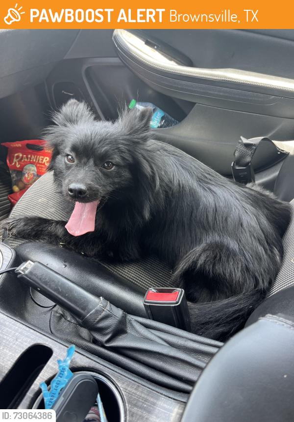 Found/Stray Unknown Dog last seen Palm blvd, Brownsville, TX 78520