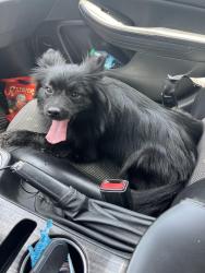 Found/Stray Unknown Dog last seen Palm blvd, Brownsville, TX 78520