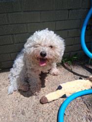 Found/Stray Male Dog last seen Quince and Colonial, Memphis, TN 38117