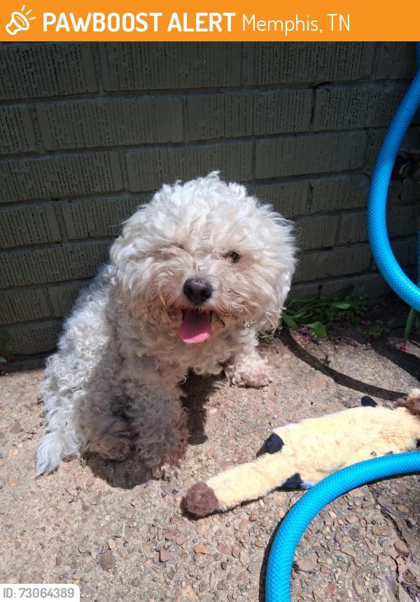 Found/Stray Male Dog last seen Quince and Colonial, Memphis, TN 38117