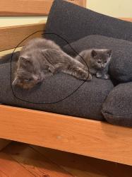 Lost Male Cat last seen Fairgrounds Rd, Campton, NH 03223