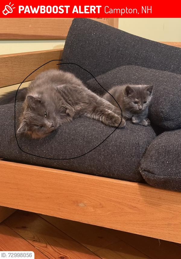 Lost Male Cat last seen Fairgrounds Rd, Campton, NH 03223