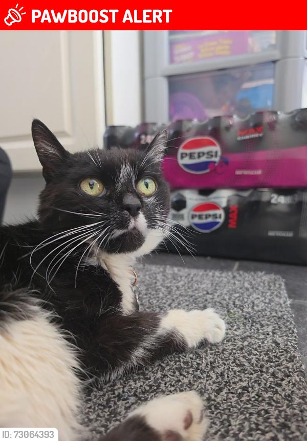 Found/Stray Female Cat last seen Mount Road Lanesfield, Lanesfield, England WV4 6NE
