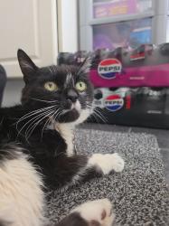 Found/Stray Female Cat last seen Mount Road Lanesfield, Lanesfield, England WV4 6NE
