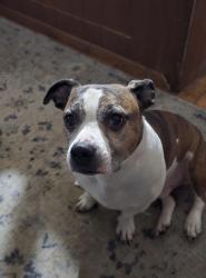 Lost Male Dog last seen 18th street/vista, Independence, MO 64058