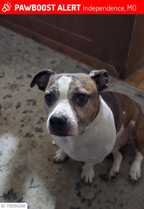 Lost Male Dog last seen 18th street/vista, Independence, MO 64058