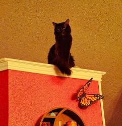 Lost Male Cat last seen Village NW, San Antonio, TX 78250