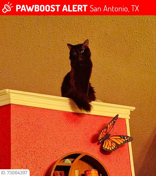 Lost Male Cat last seen Village NW, San Antonio, TX 78250