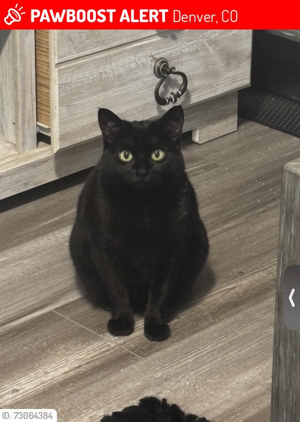 Lost Female Cat last seen Near N Pearl St, Denver, CO 80203, Denver, CO 80203